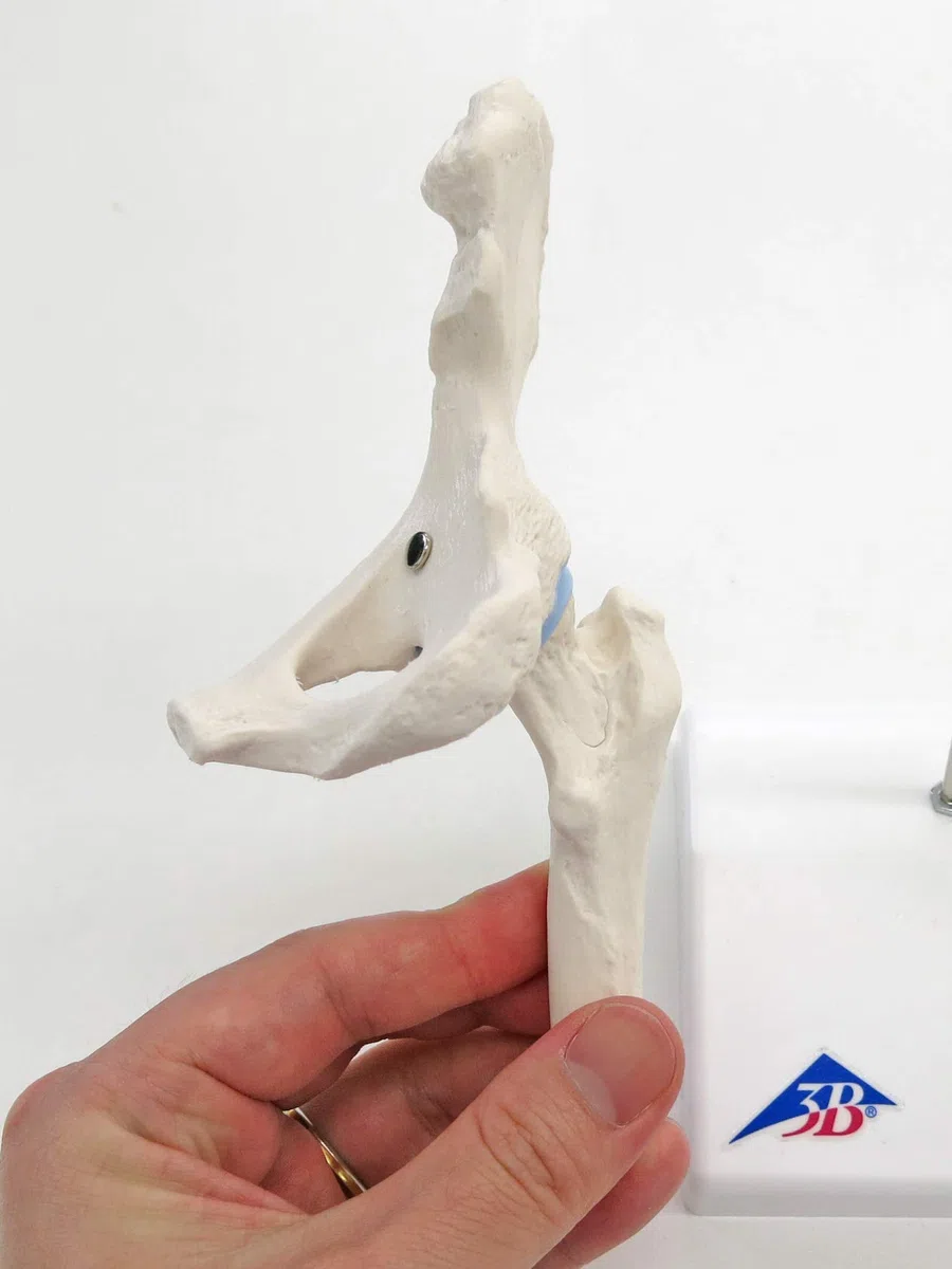 3B Scientific A84/1 Mini Articolazione dell'Anca con Sezione Trasversale + software gratuito di anatomia - 3B Smart Anatomy