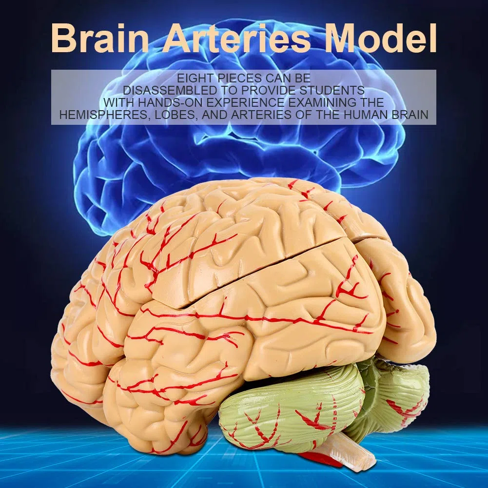 Modello del cervello umano Modello del cervello educativo Modello del cervello neurologico Modello di anatomia del cervello Modello del cervello per lo studio