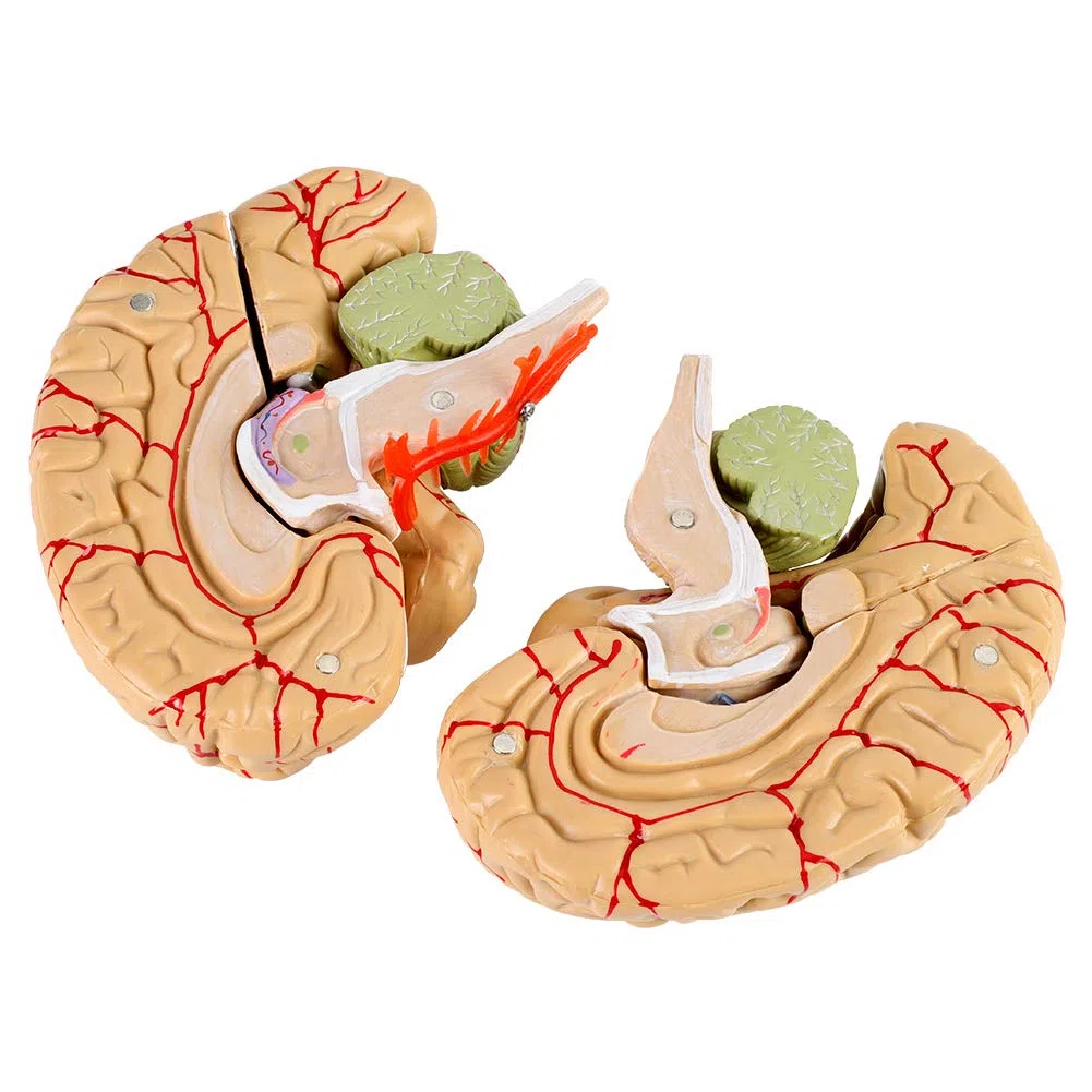 Modello del cervello umano Modello del cervello educativo Modello del cervello neurologico Modello di anatomia del cervello Modello del cervello per lo studio