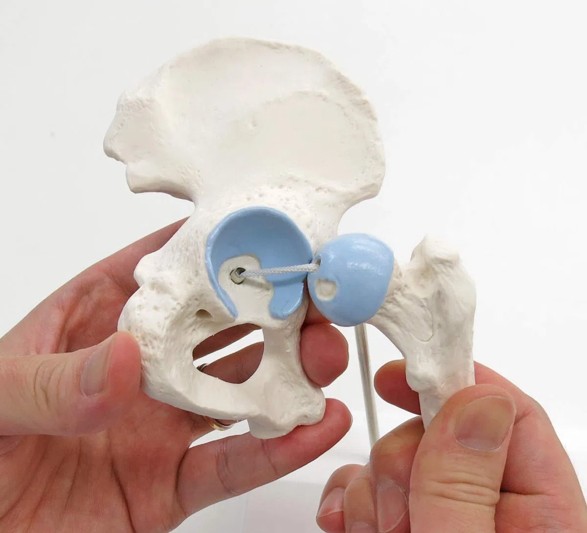 3B Scientific A84/1 Mini Articolazione dell'Anca con Sezione Trasversale + software gratuito di anatomia - 3B Smart Anatomy