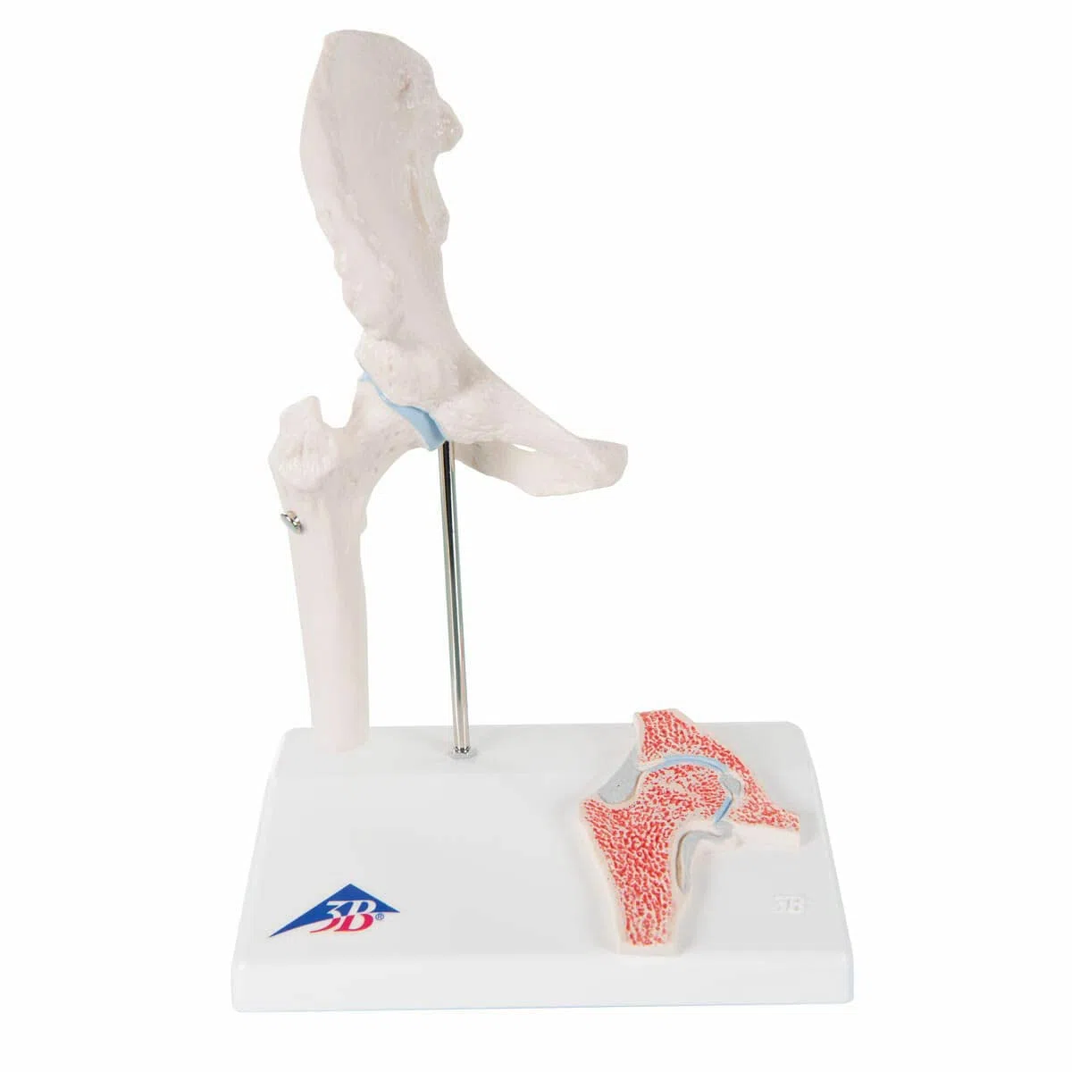 3B Scientific A84/1 Mini Articolazione dell'Anca con Sezione Trasversale + software gratuito di anatomia - 3B Smart Anatomy