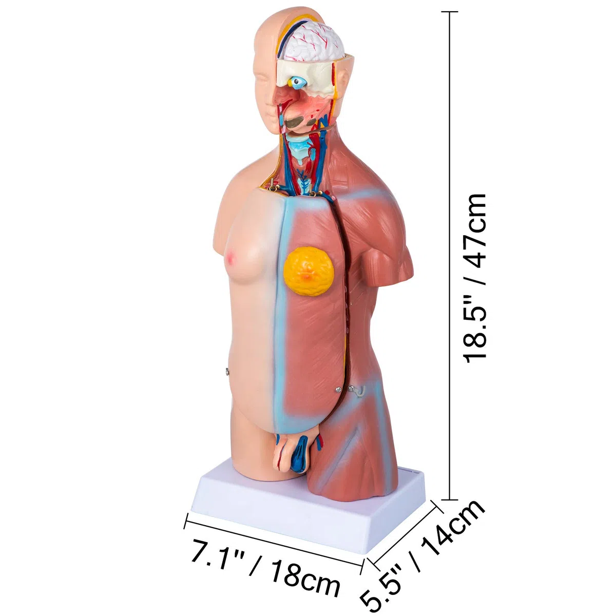 VEVOR Modello Anatomico di Corpo Umano, 23 Pezzi 45 cm, Modello di Anatomia del Torso Umano, Modello di Scheletro Anatomico Unisex con Organi Rimovibili, Modello Didattico Educativo per Anatomia