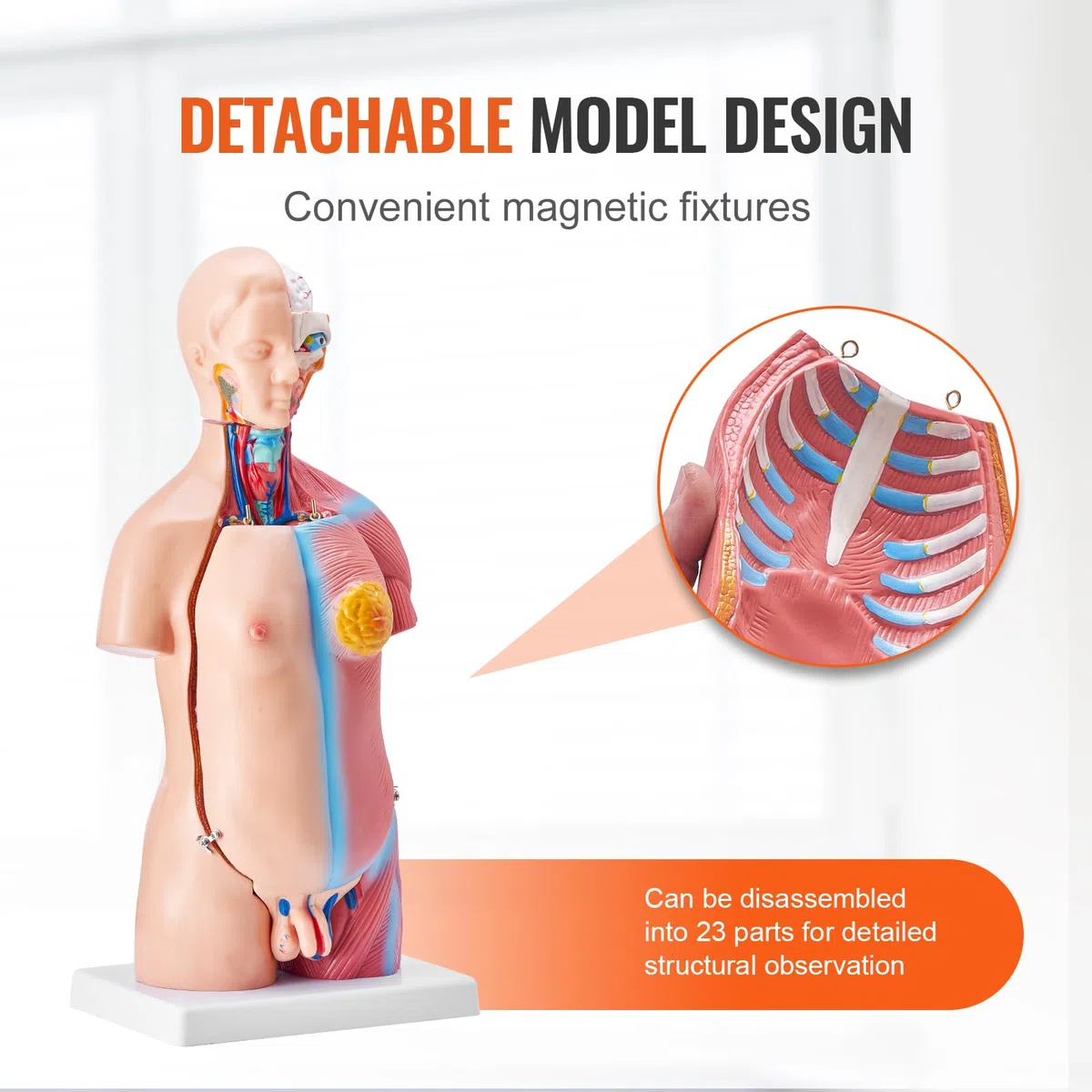 VEVOR Modello Anatomico di Corpo Umano, 23 Pezzi 45 cm, Modello di Anatomia del Torso Umano, Modello di Scheletro Anatomico Unisex con Organi Rimovibili, Modello Didattico Educativo per Anatomia