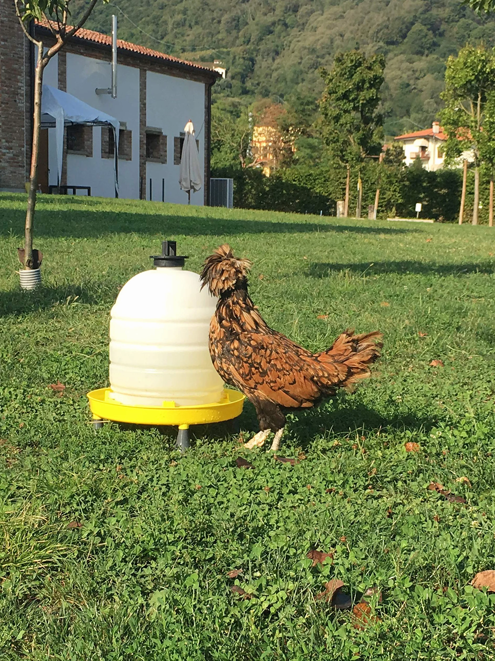Zootec Abbeveratoio per Galline, Polli, Anatre, Oche, Automatico, capacità 15 Litri, con Manico Tappo e Piedini | Facile da Riempire e Spostare | Made in Italy