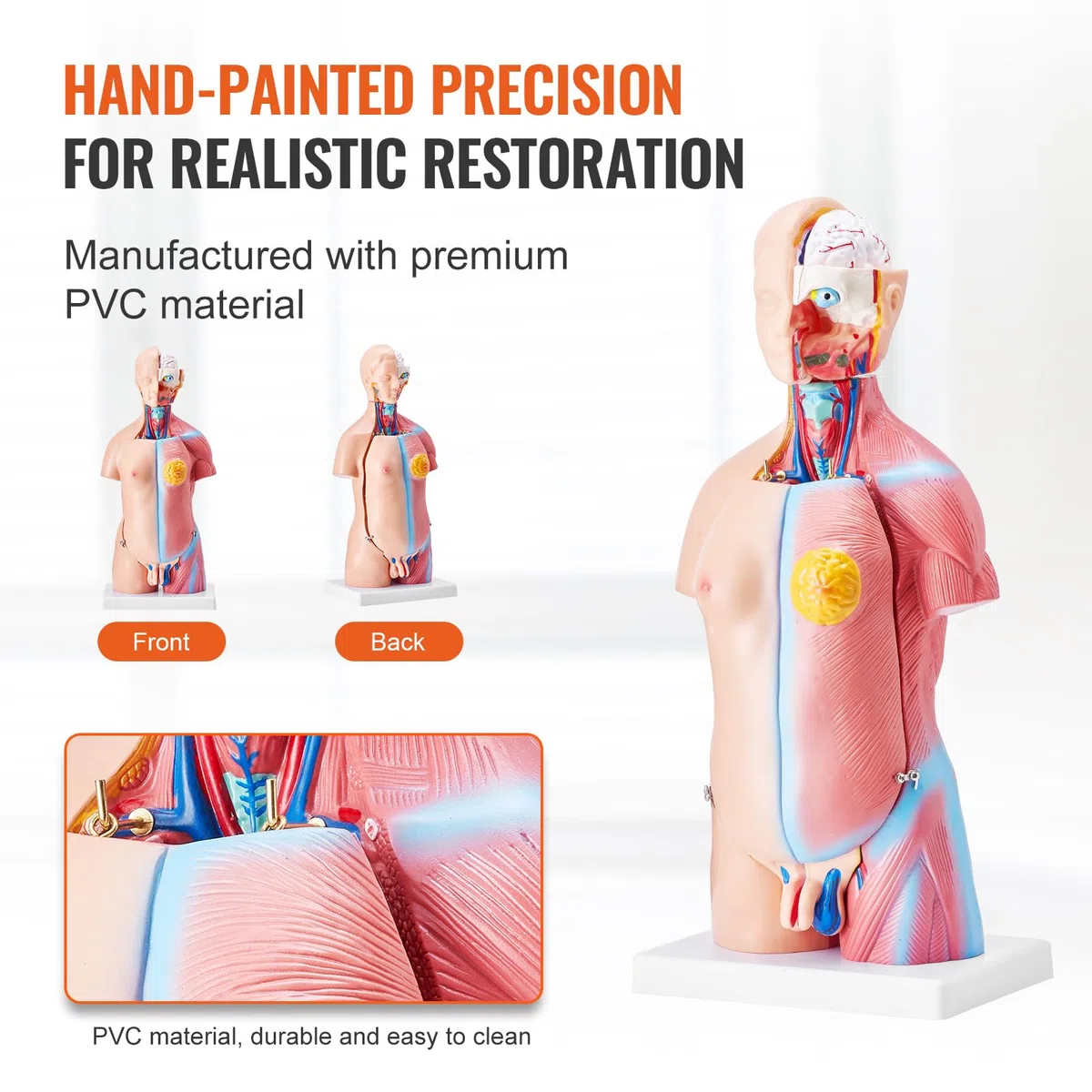 VEVOR Modello Anatomico di Corpo Umano, 23 Pezzi 45 cm, Modello di Anatomia del Torso Umano, Modello di Scheletro Anatomico Unisex con Organi Rimovibili, Modello Didattico Educativo per Anatomia