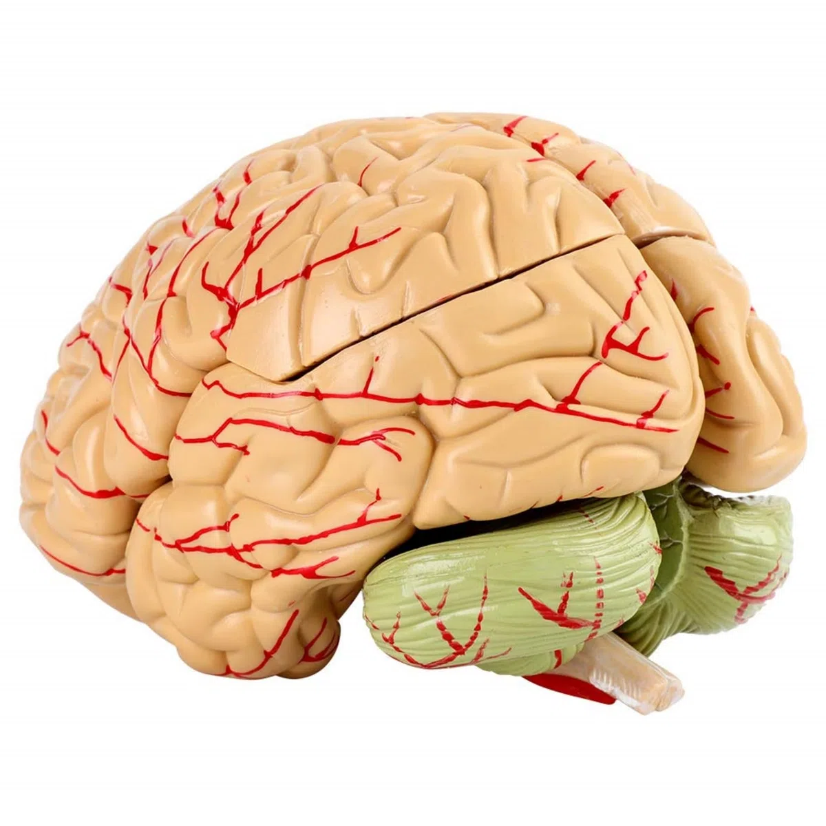 Modello del cervello umano Modello del cervello educativo Modello del cervello neurologico Modello di anatomia del cervello Modello del cervello per lo studio