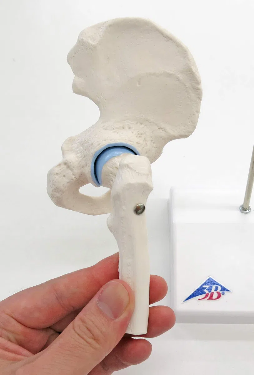 3B Scientific A84/1 Mini Articolazione dell'Anca con Sezione Trasversale + software gratuito di anatomia - 3B Smart Anatomy