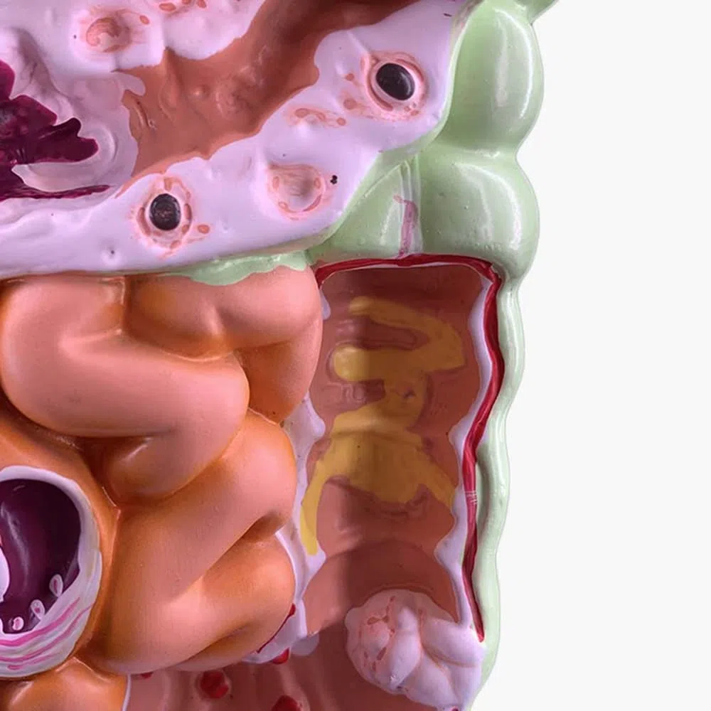 Modello 'apparato digerente Umano Anatomia gastrica Intestino Retto Duodeno Modello degli Organi Interni 'uomo