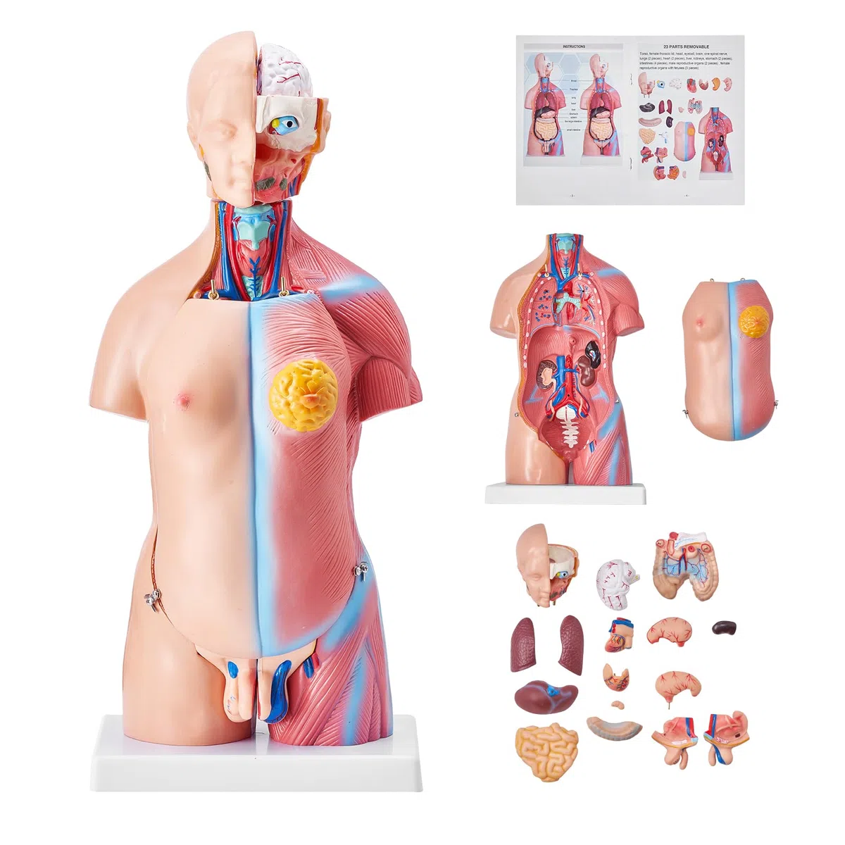 VEVOR Modello Anatomico di Corpo Umano, 23 Pezzi 45 cm, Modello di Anatomia del Torso Umano, Modello di Scheletro Anatomico Unisex con Organi Rimovibili, Modello Didattico Educativo per Anatomia