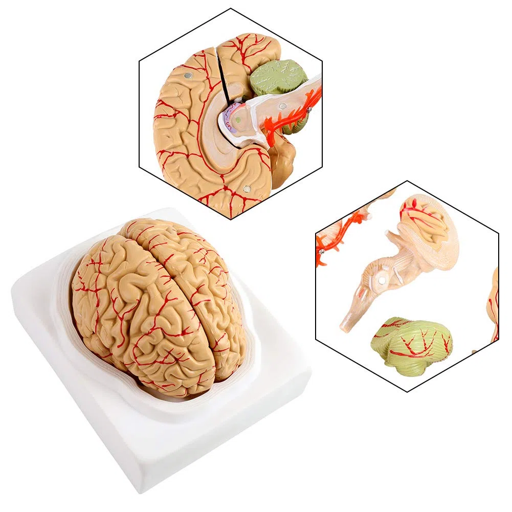 Modello del cervello umano Modello del cervello educativo Modello del cervello neurologico Modello di anatomia del cervello Modello del cervello per lo studio