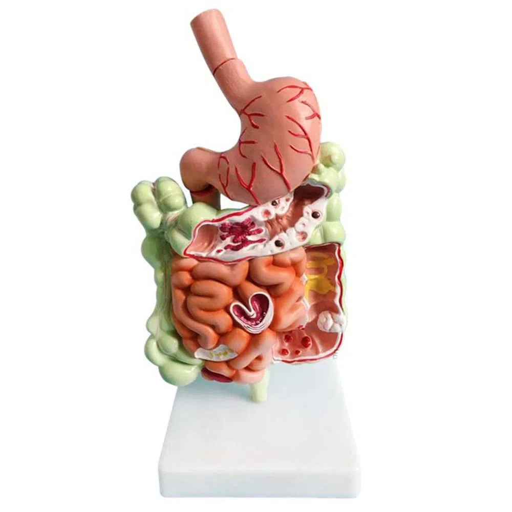 Modello 'apparato digerente Umano Anatomia gastrica Intestino Retto Duodeno Modello degli Organi Interni 'uomo