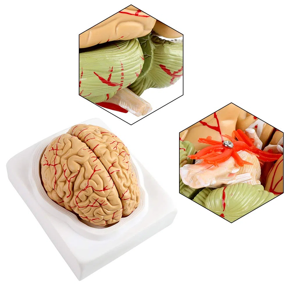 Modello del cervello umano Modello del cervello educativo Modello del cervello neurologico Modello di anatomia del cervello Modello del cervello per lo studio