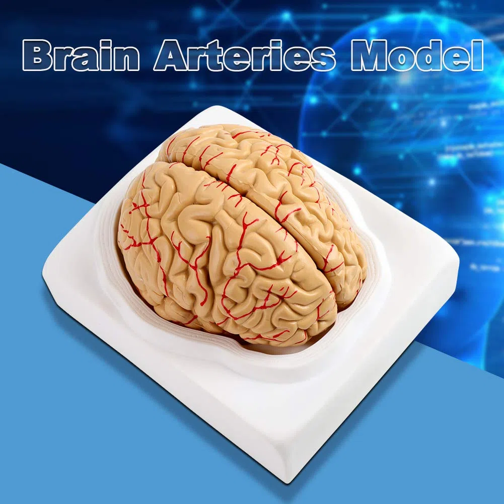 Modello del cervello umano Modello del cervello educativo Modello del cervello neurologico Modello di anatomia del cervello Modello del cervello per lo studio