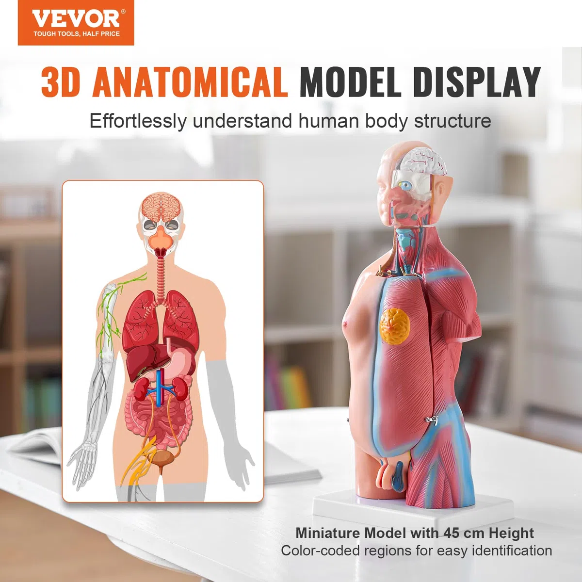 VEVOR Modello Anatomico di Corpo Umano, 23 Pezzi 45 cm, Modello di Anatomia del Torso Umano, Modello di Scheletro Anatomico Unisex con Organi Rimovibili, Modello Didattico Educativo per Anatomia