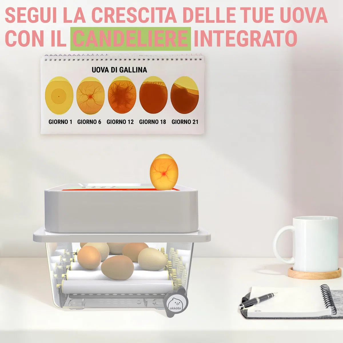 Incubatrice per Uova - 12 Uova - Ideale per Tutte Le età - Incubatrice per Uova Automatica Piccola con Girauova Automatico e Controllo umidità - Lampada sperauova - 5 Anni di Garanzia OBI-12