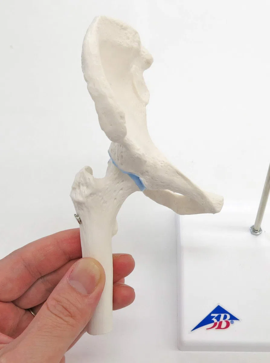 3B Scientific A84/1 Mini Articolazione dell'Anca con Sezione Trasversale + software gratuito di anatomia - 3B Smart Anatomy