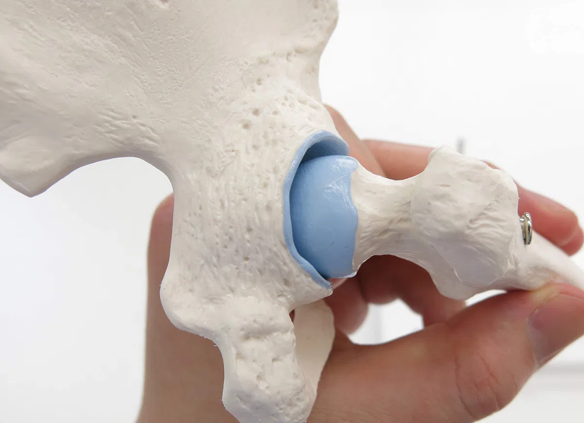 3B Scientific A84/1 Mini Articolazione dell'Anca con Sezione Trasversale + software gratuito di anatomia - 3B Smart Anatomy